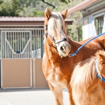 Blue-Apple-Ranch-Photoshoot3